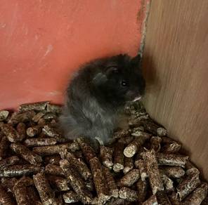 Big Bone Hamster Untuk Dijual !!