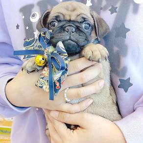 Pug
