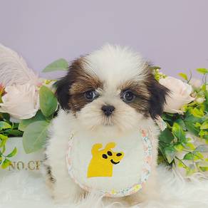 Shih Tzu