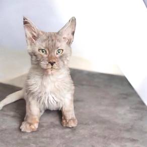 Mainecoon 1 month plus