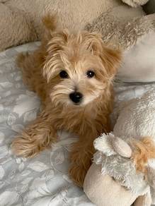 Silky Maltipoo adorable tiny white fluffy puppy Pu