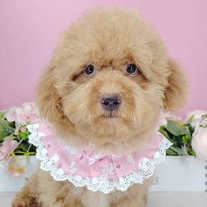 Poodle