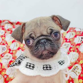 Pug