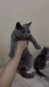 BSH Blue