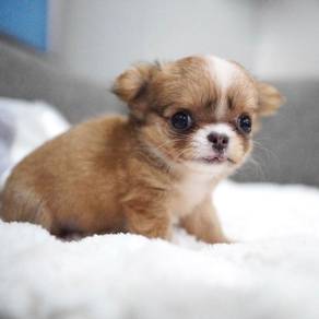 CHIHUAHUA PUPPIES CH278🌷 Head Apple Girl ~Small