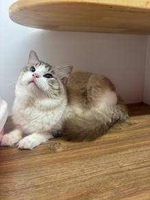 Ragdoll Cat With Cert