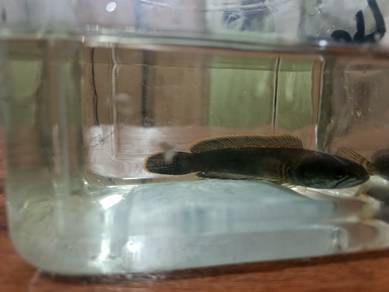 Channa Limbata
