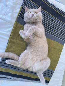british shorthair bsh lilac