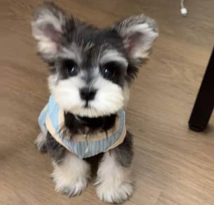 Schnauzer