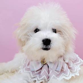Maltipoo