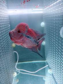 flowerhorn
