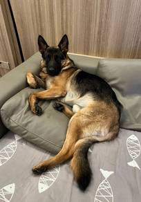 German shepherd