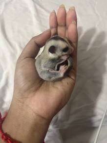 sugar gliders
