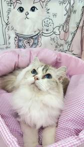 Seal Lynx Bicolor Ragdoll
