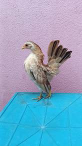 Ayam serama sepasang