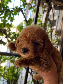 poodle 