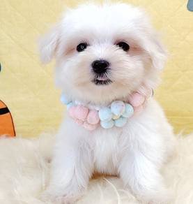 Maltese