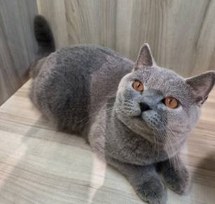 BSH cat for sale