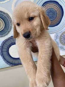 Golden retriever 