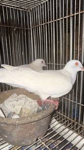 Burung terkukur jawa