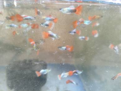Home-bred guppy 