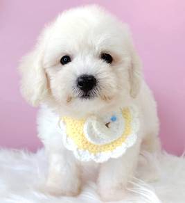 Maltipoo