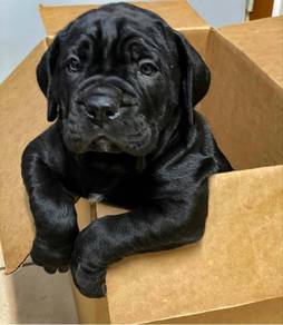 Q2000 Cane Corso black haired puppies