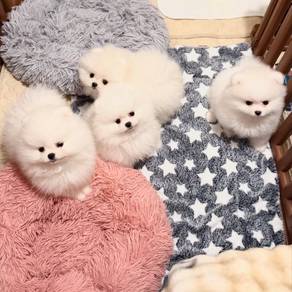 Pomeranian