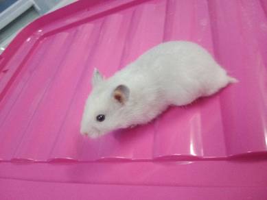 hamster 