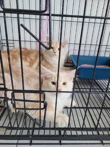 Male and Female Mainecoon-Persian 
