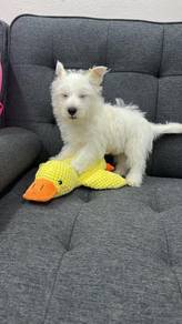 Pure Breed West Highland White Terrier (PM2) 刚毛西高地