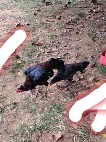 Ayam
