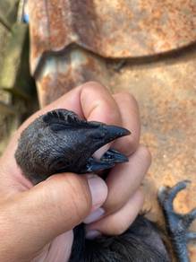Ayam cemani gred A