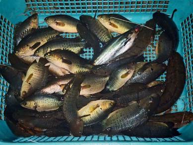 ikan puyu sawah hidup