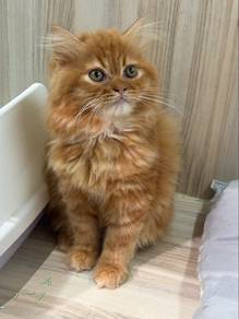 Persian
