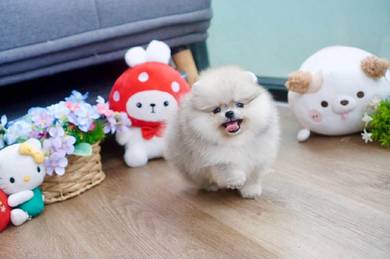 Pomeranian puppies 