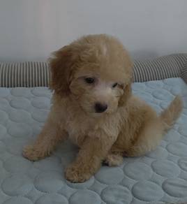 Toy Poodle