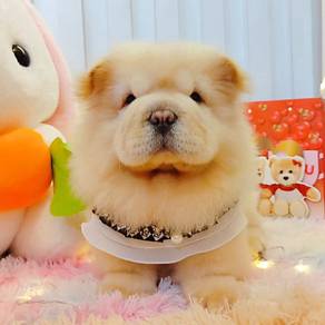 Chow Chow