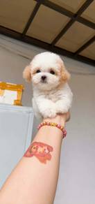 Mini poodle