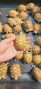 Tortoise (Ivory Sulcata)