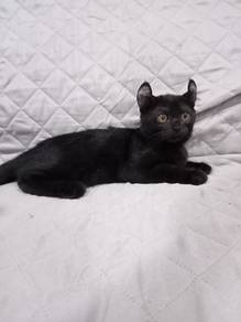 Kitten Comel Curls