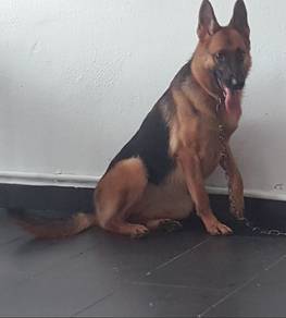 German shepherd 