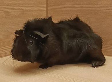 Abyssinian Guinea Pig
