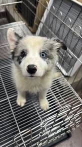 Border Collie Female Blue Merle Puppy F-1