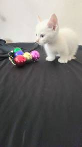 Munchkin Supershort