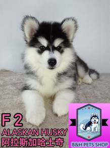 Alaska husky f2