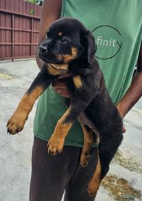 Rottweiler
