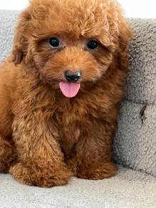 cavapoo2