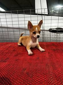 chihuahua short coat