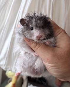 hamster big bone